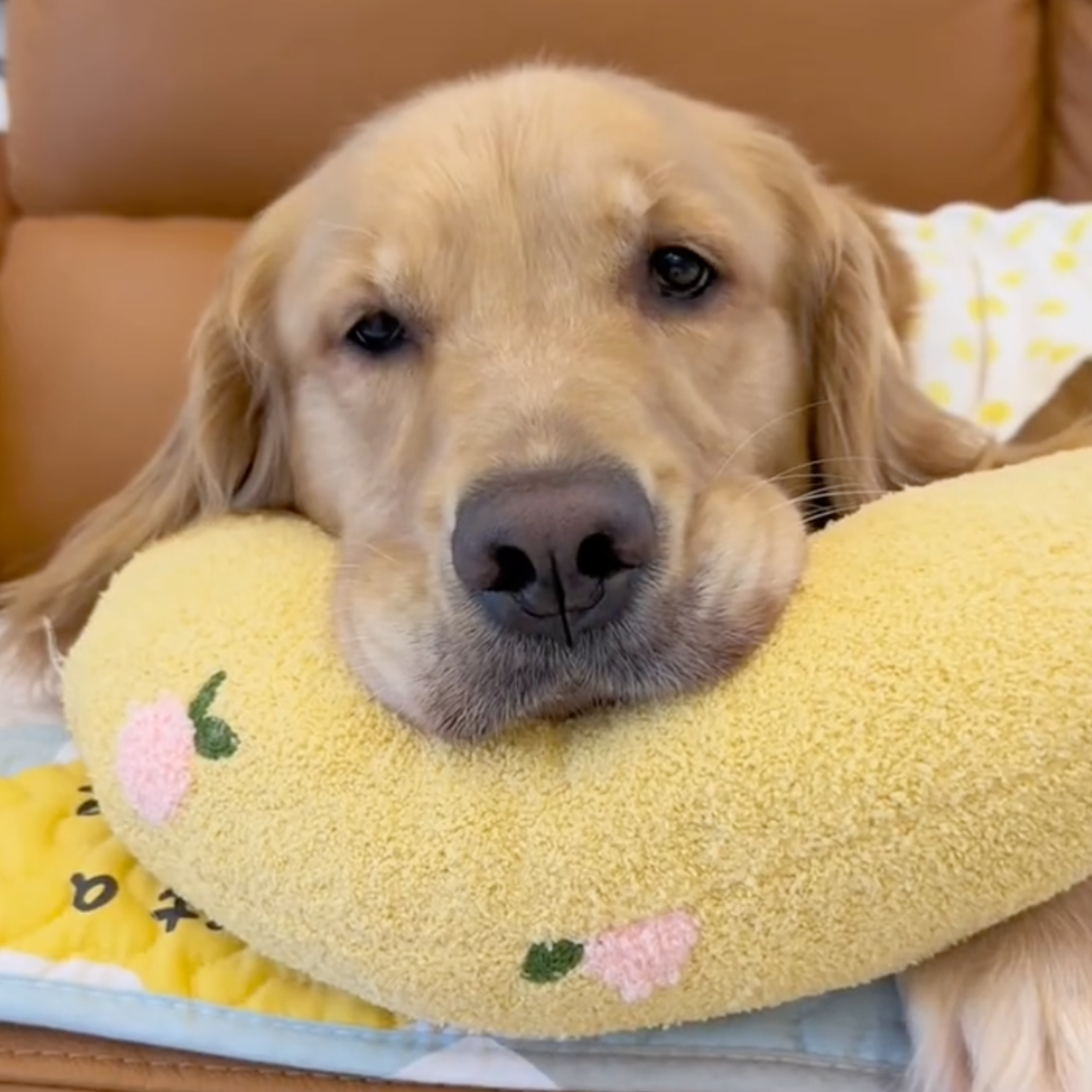 PawCalm™ - PET CALMING PILLOW